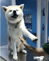 一目了然，狗狗绝育的好处和坏处，看完再决定也不迟