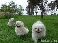 盘点狗狗绝育手术的七个注意事项，了解后再也不用担心子宫蓄脓