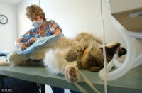 狗狗绝育一直是争议性话题，到底怎么做，听听专家怎么说！