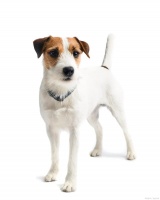 你知道吗？狗狗绝育前的准备