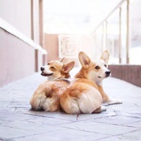 狗狗绝育利弊科学分析