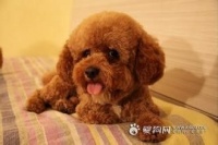 如何做好宠物狗狗的疫苗！