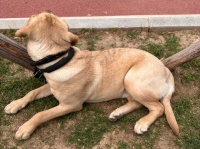 「必读」狗狗疫苗全解析：从接种时间到作用，一文带你get全！