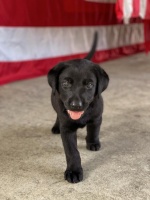 狗疫苗间隔15天和21天的区别