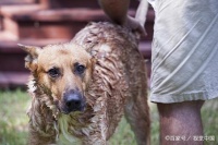 科普丨论狗狗洗澡的必要性以及洗发水的选择