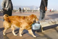 宠物狗因爱买菜走红 能搞定10以内加减法