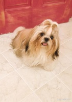 西施犬属于什么档次