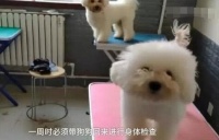 “共享宠物狗”都出来了？30元一天 不想养就退……