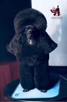 鞍山宠物美容师C级培训班