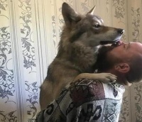 战斗民族男子把野狼当宠物狗养 同睡一张床还带出去散步