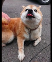 狗狗每次散步后，都要主人抱着它回家，计谋得逞胜利笑容太坏了！