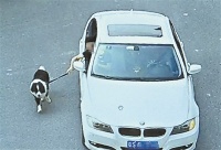 东莞一轿车乘客牵着宠物狗散步 被记2分罚款100元