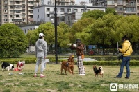 谁家有狗借我遛遛？年轻人如今爱玩“共享式”遛宠