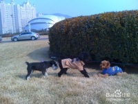 谈谈年轻爸爸妈妈告诉孩子不要摸宠物狗