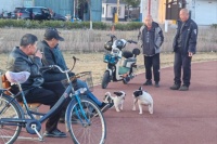 爱它，请带它一起文明！ 向不文明养犬行为说“不”