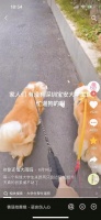 想养狗没条件 “代遛狗”火了 狗主人得到休息，大学生收获遛狗快乐 狗狗实现户外活动的自由