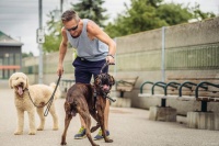 散步的乐趣：探索遛狗的美好世界