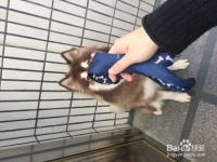 ❀带狗狗散步的时候要注意什么