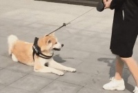 做人间高质量狗狗，你家毛孩子需要多少运动量？