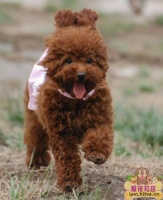 怎样与狗狗散步