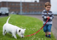 为什么宠物狗狗散步总会回头看主人?