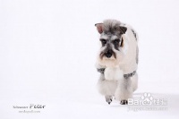 训练宠物狗在任意时间散步