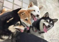 柴犬解锁散步新模式，喜欢被人拖着走，享受之余有点费毛