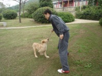 带金毛散步需要注意哪些