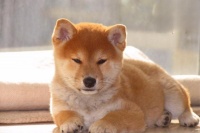 柴犬散步外出的训练