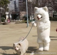 每日遛狗狗的好处及注意事项 ——注意事项篇——