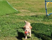 每天带狗子出门除了预防抑郁之外，还有这等好事