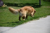 狗狗散步的一些常识您了解吗？不要让您的狗狗主导您哦！