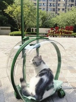 “萌宠”上车，你怎么看？