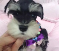 【图片】自己繁殖各类宠物狗宝宝 品质高 身体好【昆明狗狗吧】