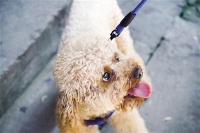 热恋时一起养宠物狗 前女友分手后还来探视，这好吗