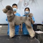 【图片】自家繁殖宠物狗狗【重庆狗狗吧】