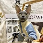 有没有要买宠物狗猫狗的，自家繁殖的，一手价高品质。捡破烂的别来，性价比很高。卫星，w6k6m6 【江阴宠物吧】