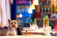 走上家庭繁殖之路：宠物狗投资指南及创业潜力！