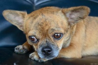 狗狗几个月生？揭秘狗狗的繁殖奥秘