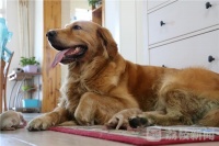 挺能生！人工授精后金毛狗妈妈一窝产下9只狗宝宝