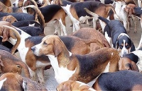 家庭繁殖宠物狗，你需要准备什么？创业机会不容错过！