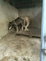 当做“配种”机器的狗狗皮包骨，黑心繁殖何时休？