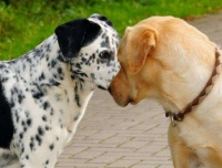 狗狗常见的4大繁殖方式，你可能还不知道