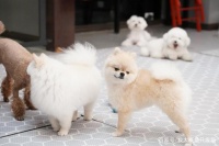 以领养代替购买，揭秘宠物地下养殖场的乱象，狗狗沦为繁殖机器！