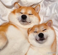 狗狗是怎么繁殖的，从求偶到交配，快来了解一下吧！