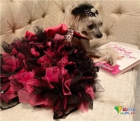 摩洛哥女子酷爱汪星人 成宠物狗顶级服装设计师