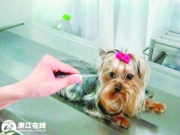 杭城首条“GPS定位”宠物狗 不怕它跑到天涯海角