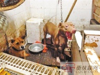 宠物狗被论斤卖肉 老板:很新鲜 市民:残忍血腥
