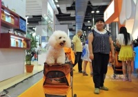 科学报告：宠物狗可能普遍存在焦虑和问题行为