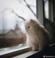 支付宝宠物医疗险解析：铲屎官要注意啦！